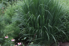 Dust Devil switchgrass