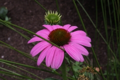 Echinacea Purple Emperor