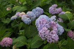 Endless Summer Hydrangea