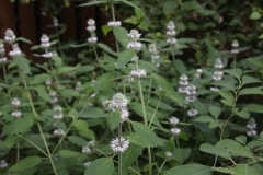Hairy woodmint