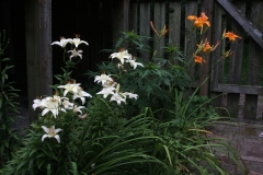 Lily and daylilies