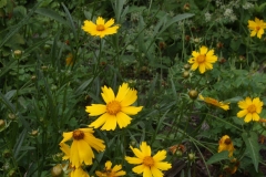 Lanceleaf coreopsis