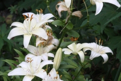 Lilium