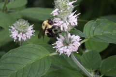 Hairy woodmint