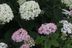 hydrangea Incrediball and Invincibelle spirit II