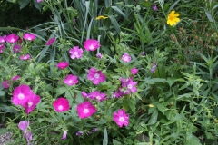 mallow and coreopsis 1
