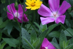 mallow and coreopsis