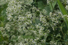 meadow rue