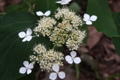 Smooth hydrangea