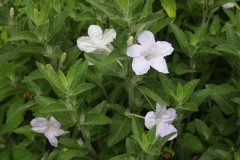 Wild Petunia