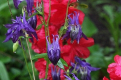 Alpine columbine and azalea