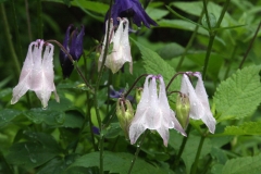 Alpine columbine1