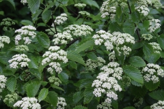 Arrowwood viburnum