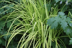 Bowles Golden Sedge