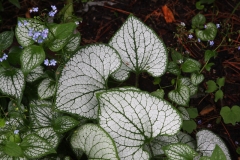 Brunnera Looking Glass