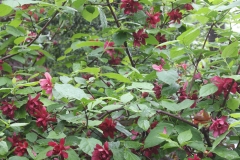 Raulston Allspice overall