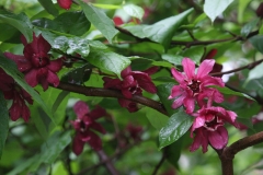 Raulston Allspice