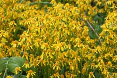Groundsel