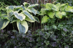 Heuchera Hostas
