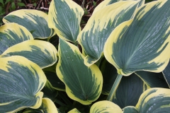 Hosta First Frost