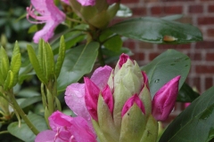 Rhododendron