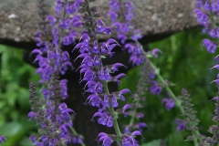 Salvia May Night
