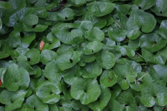 Wild ginger