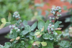 blueberries