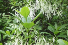 fringetree