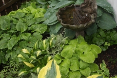 hosta vignette