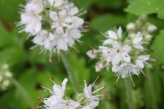 waterleaf