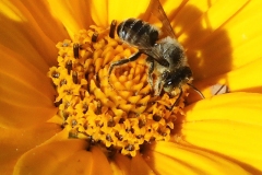 Native Bee