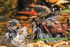 Birds at the Bubbler