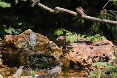 Birds at the Bubbler