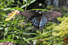 Black swallowtail