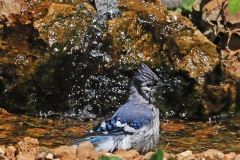 Bluejay at Bubbler