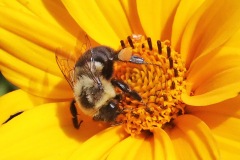 Bumble bee