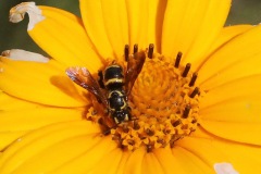 Carder bee