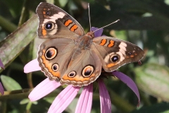 Common Buckeye
