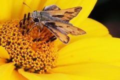 Skipper