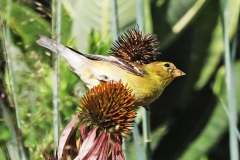 Gold finch on coneflowers