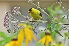 Gold finch on Joe pye