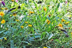 Gold finch on coreopsis