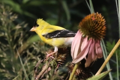 Gold finch in native garden