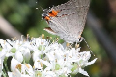 Gray Hairstreak butterfly