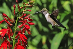 Hummingbird at Cardinal flower