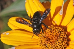 Native Bee at Heliopsis