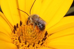 Long horned bee