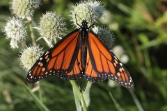 Monarch on Rattlesnake Master