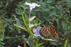 Monarch ovipositing